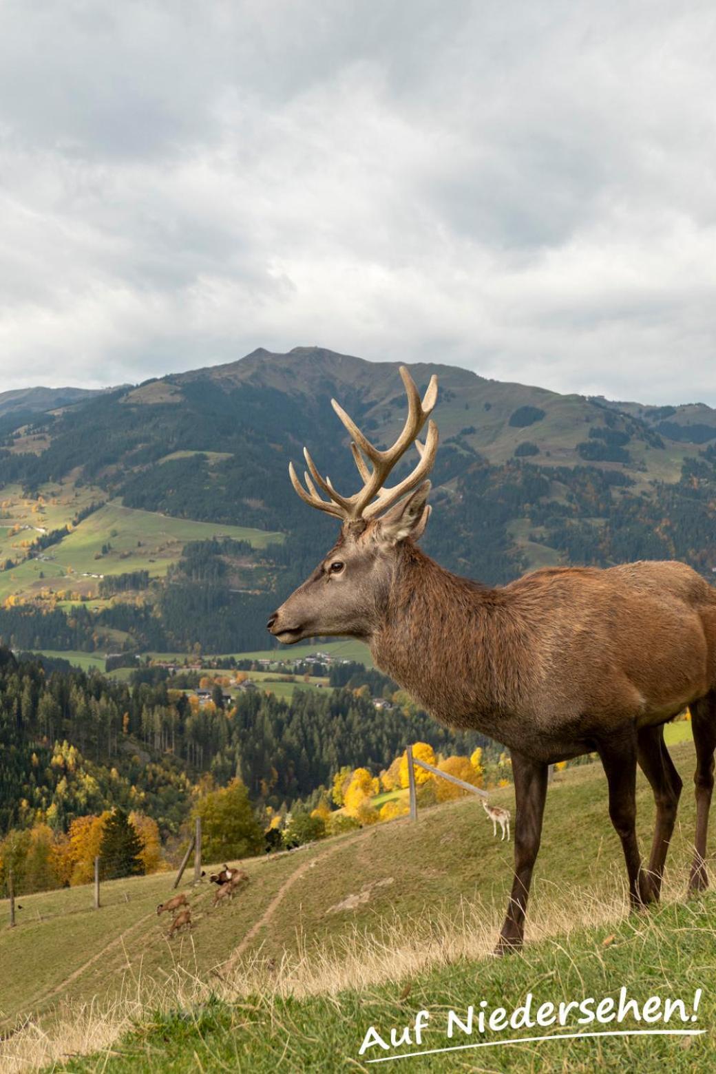 Ferienwohnung Auf Niedersehen - 8 Personen - Kitzbuehler Alpen - Hoehe Tauern Np Hollersbach im Pinzgau Εξωτερικό φωτογραφία